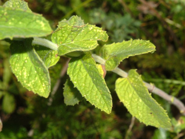 Una piantina davvero modesta - Mentha sp